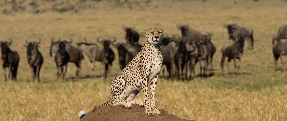 Готель Mahali Mzuri Масаї-Мара Екстер'єр фото