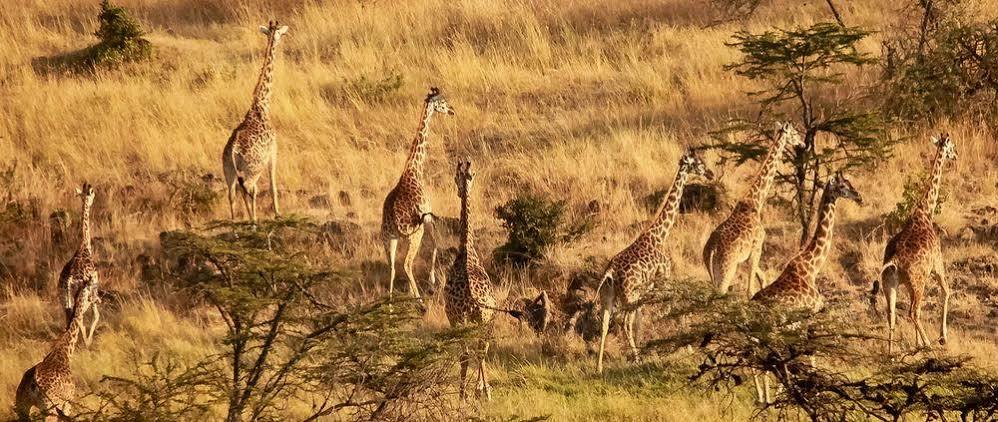 Готель Mahali Mzuri Масаї-Мара Екстер'єр фото