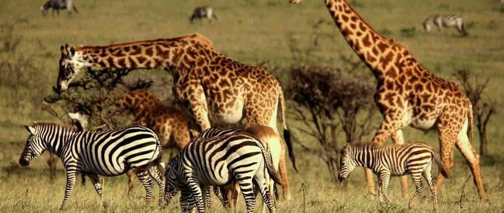 Готель Mahali Mzuri Масаї-Мара Екстер'єр фото