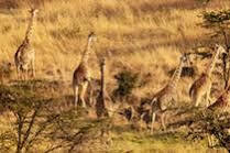 Готель Mahali Mzuri Масаї-Мара Екстер'єр фото